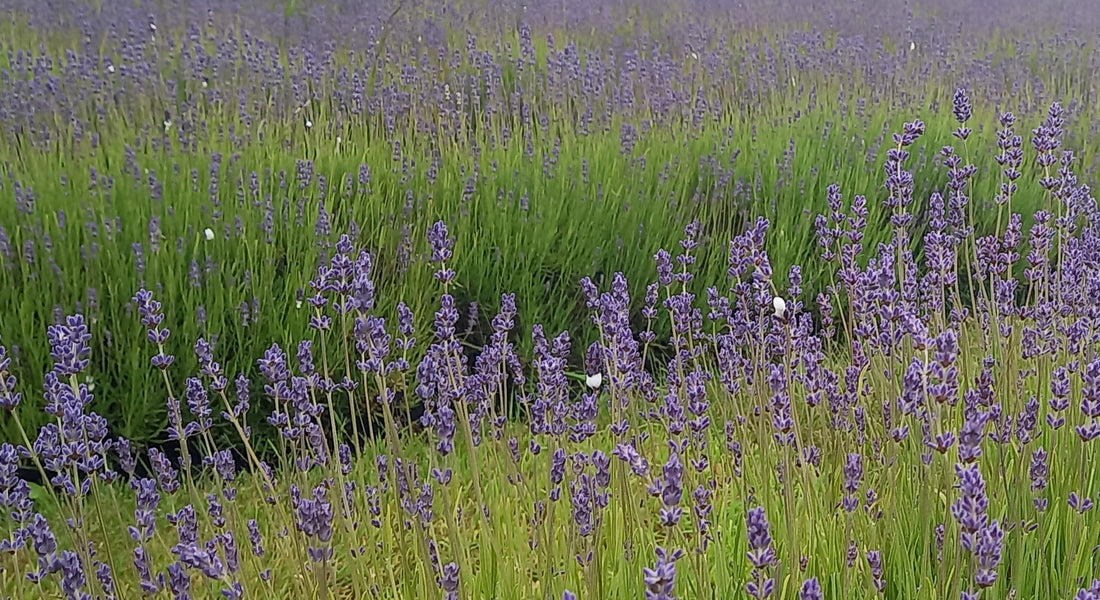 What's the white foam on the lavender?