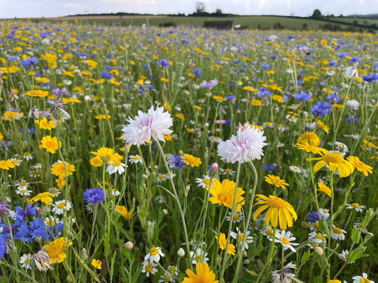 How to Grow Wildflowers