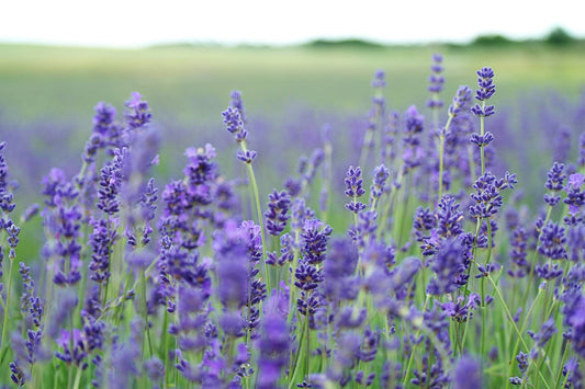 How to Prune Lavender in Autumn