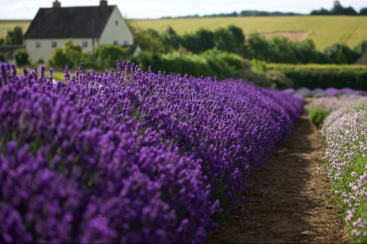 Cotswold Lavender, Hill Barn Farm