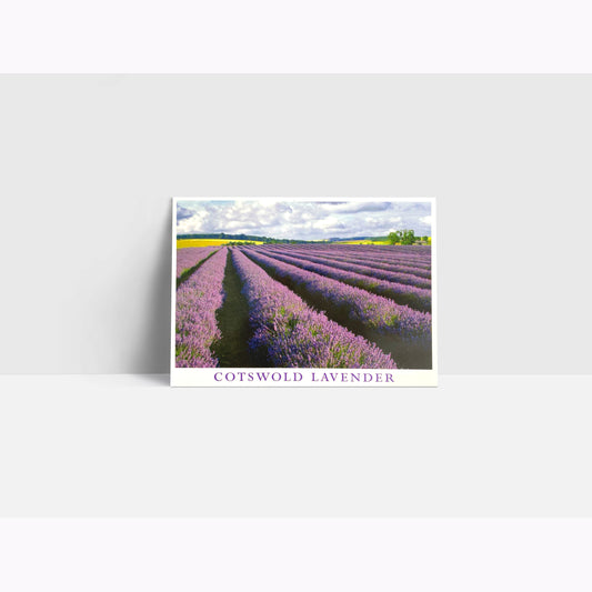 Cotswold Lavender Postcard