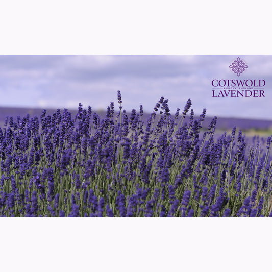 Lavender Field Print Tea Towel