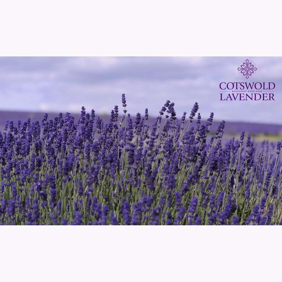 Home – Page 2 – Cotswold Lavender