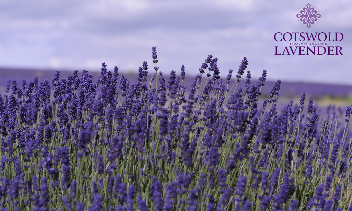 Lavender Field Print Tea Towel