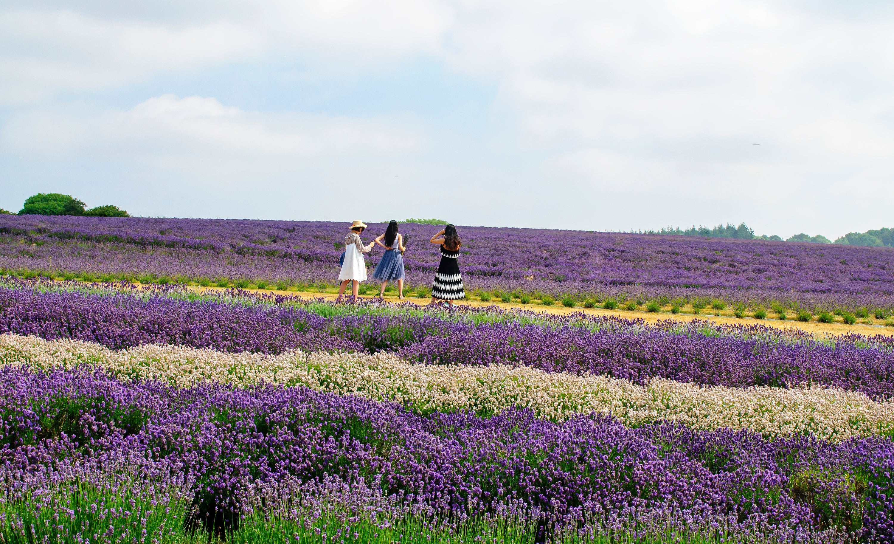 Cotswold Lavender Fields, garden in Snowshill