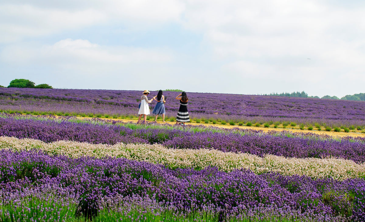 Cotswold Lavender Fields, garden in Snowshill
