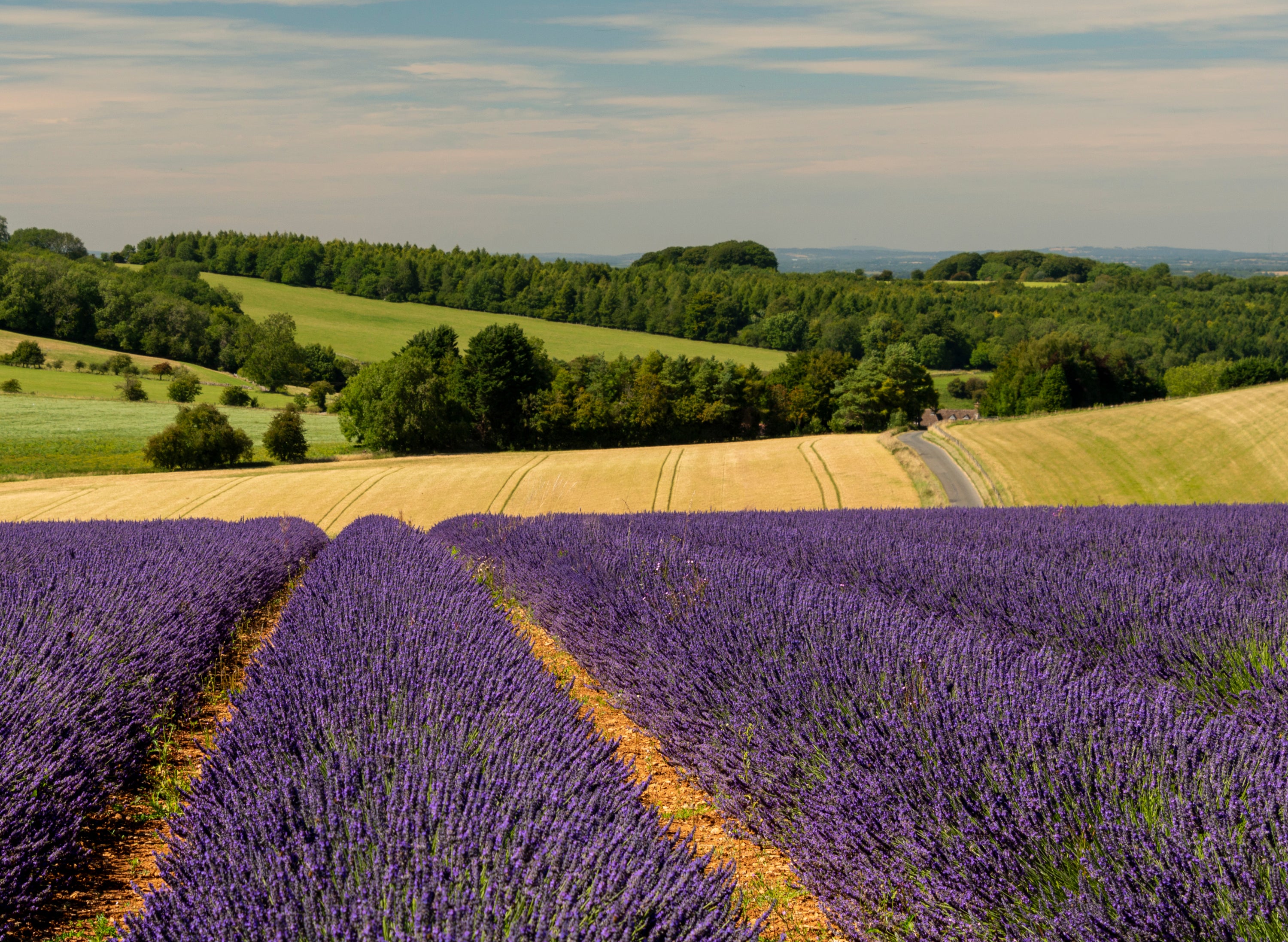 Visit and Explore Our Lavender Fields Cotswold Lavender